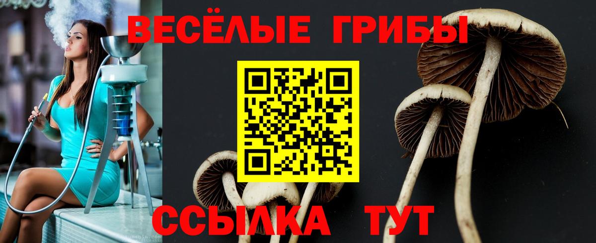 Кувандык  Псилоцибиновые грибы мицелий  Вход с VPN 
